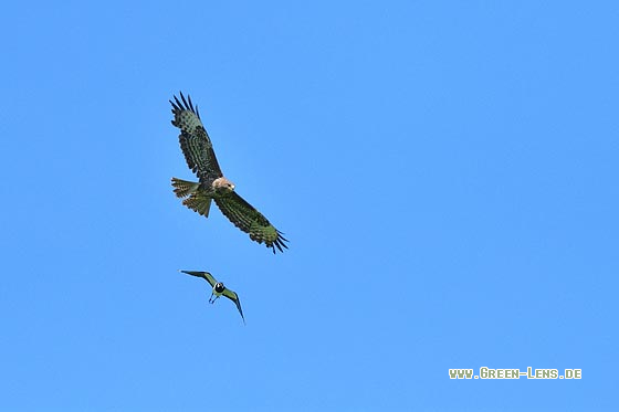 Mäusebussard - Copyright 