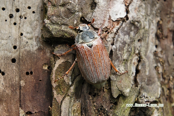 Maikäfer - Copyright Stefan Pfützke