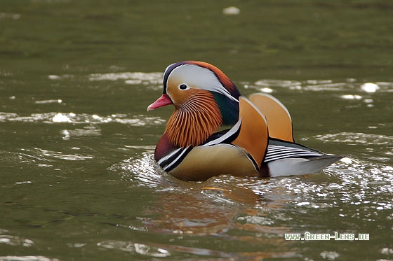 Mandarinente - Copyright Stefan Pfützke