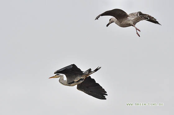 Graureiher - Copyright 