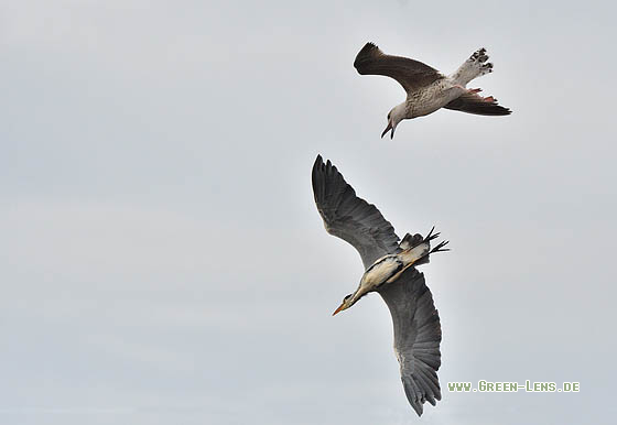 Graureiher - Copyright 