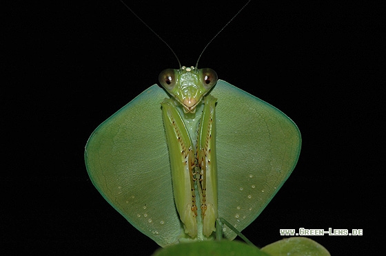 Fangschrecke - Copyright Christian Gelpke