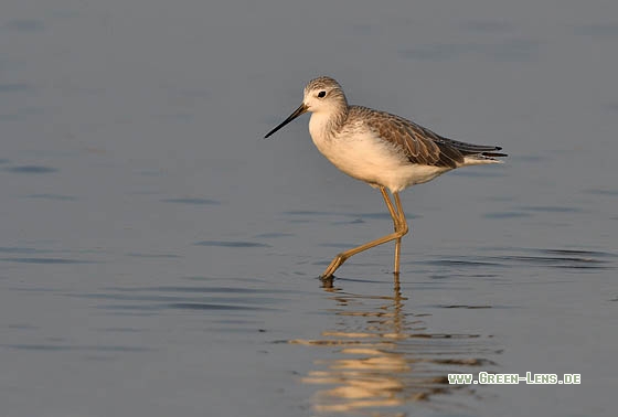 Teichwasserläufer - Copyright Stefan Pfützke