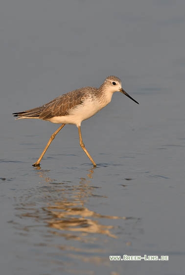 Teichwasserläufer - Copyright Stefan Pfützke