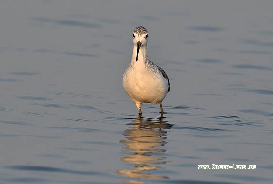 Teichwasserläufer - Copyright Stefan Pfützke