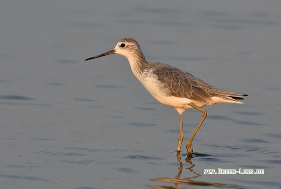 Teichwasserläufer - Copyright Stefan Pfützke