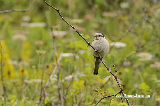 Maskenwürger - Copyright Stefan Pfützke