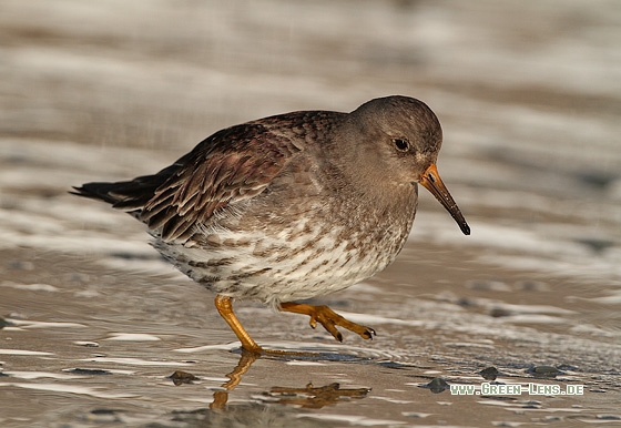 Meerstrandläufer - Copyright Stefan Pfützke