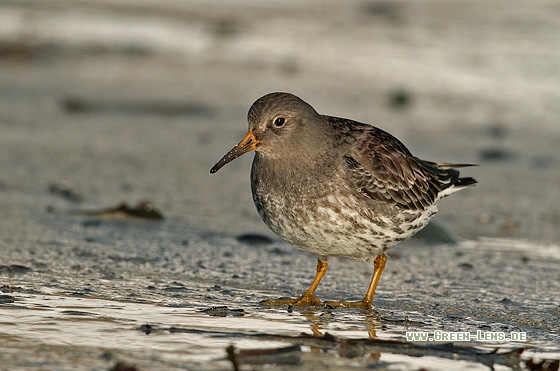 Meerstrandläufer - Copyright Stefan Pfützke