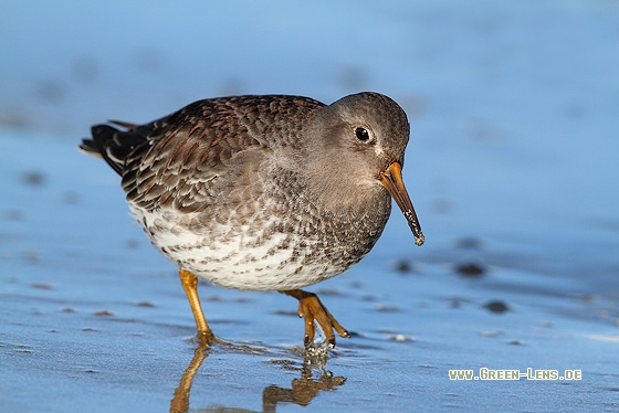 Meerstrandläufer - Copyright Stefan Pfützke