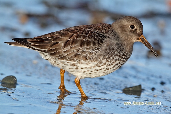 Meerstrandläufer - Copyright Stefan Pfützke