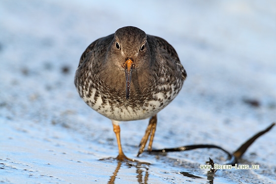 Meerstrandläufer - Copyright Stefan Pfützke