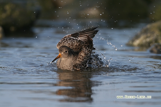 Meerstrandläufer - Copyright Stefan Pfützke