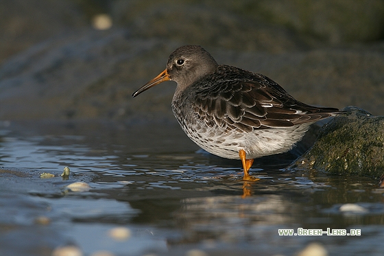 Meerstrandläufer - Copyright Stefan Pfützke