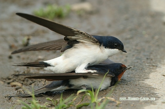 Mehlschwalbe - Copyright Stefan Pfützke