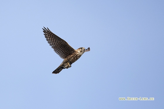 Merlin - Copyright Mathias Putze