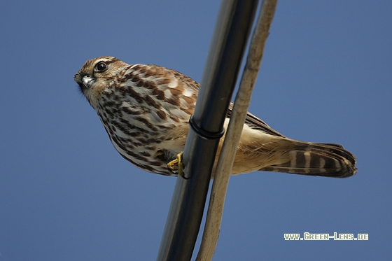 Merlin - Copyright Stefan Pfützke