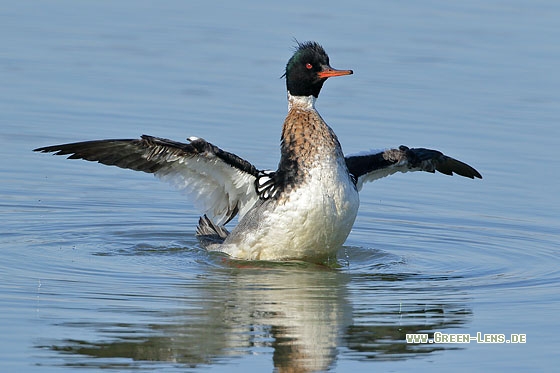 Mittelsäger - Copyright Stefan Pfützke