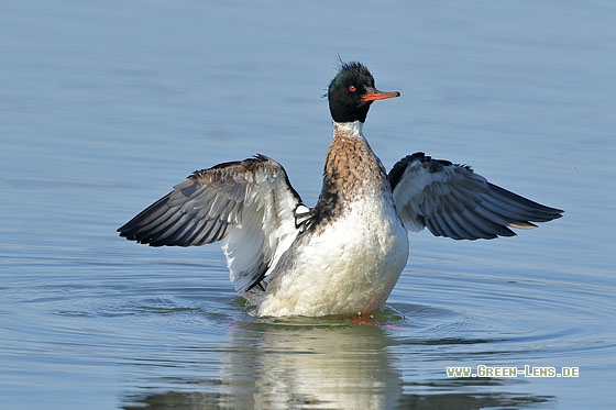 Mittelsäger - Copyright Stefan Pfützke