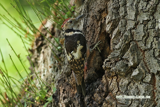Mittelspecht - Copyright Stefan Pfützke