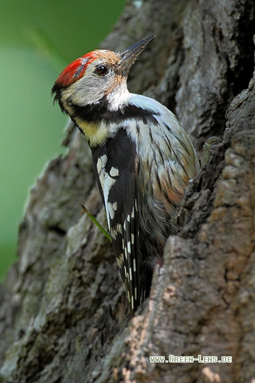 Mittelspecht - Copyright Stefan Pfützke