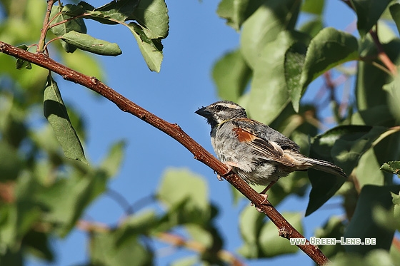 Moabsperling - Copyright Stefan Pfützke