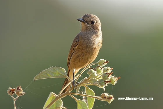 Mohrenschwarzkehlchen - Copyright Stefan Pfützke