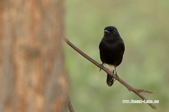 Mohrenschwarzkehlchen - Copyright Stefan Pfützke