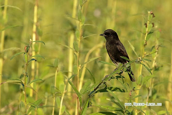 Mohrenschwarzkehlchen - Copyright Stefan Pfützke