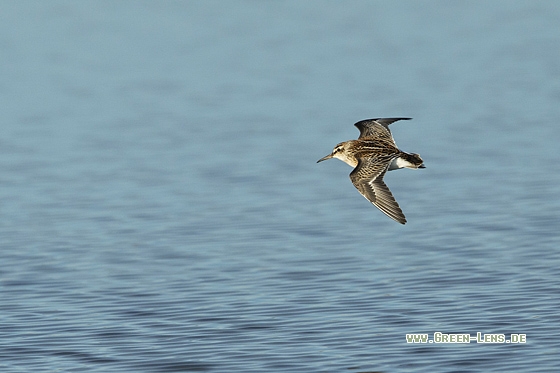 Sumpfläufer - Copyright Mathias Putze