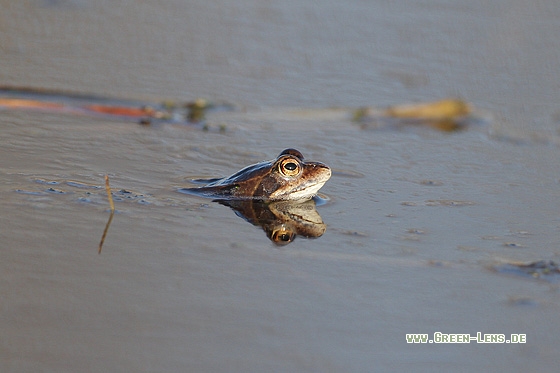 Moorfrosch - Copyright Stefan Pfützke