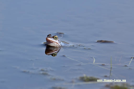 Moorfrosch - Copyright Stefan Pfützke