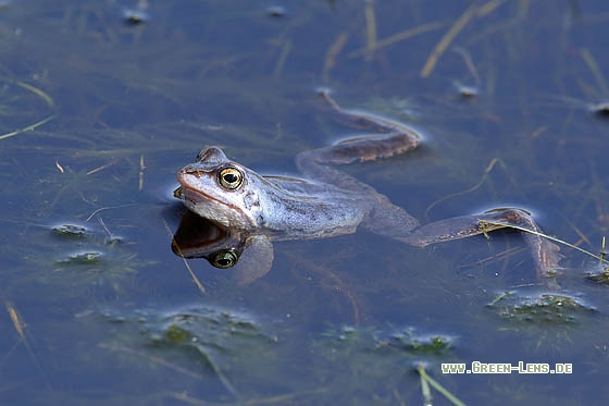 Moorfrosch - Copyright Stefan Pfützke