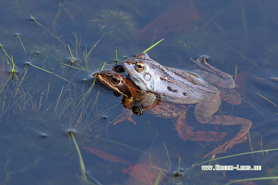 Moorfrosch - Copyright Stefan Pfützke