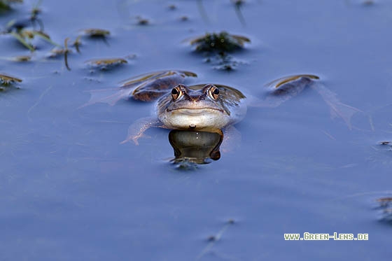 Moorfrosch - Copyright Stefan Pfützke