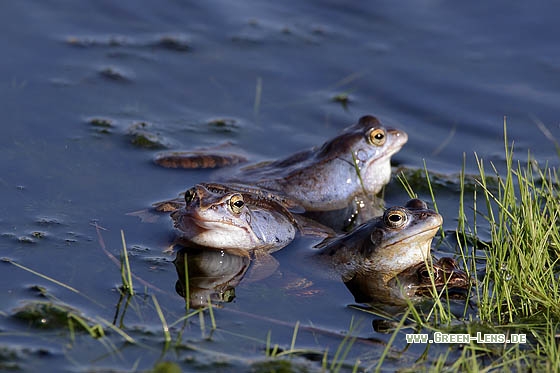 Moorfrosch - Copyright Stefan Pfützke