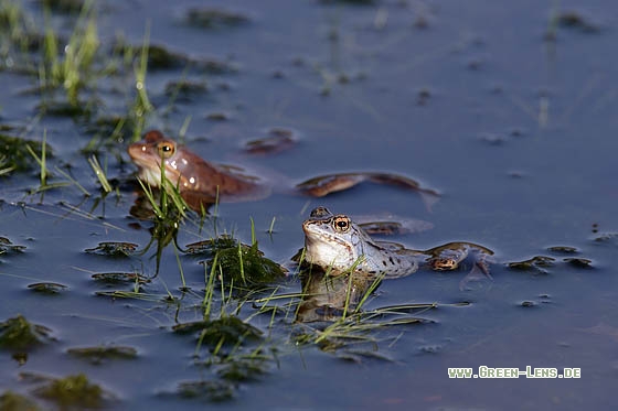 Moorfrosch - Copyright Stefan Pfützke