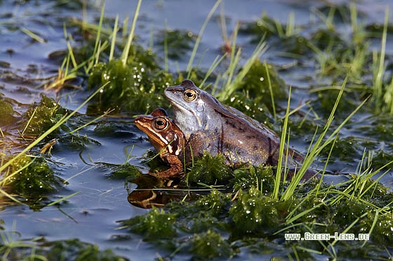 Moorfrosch - Copyright Stefan Pfützke