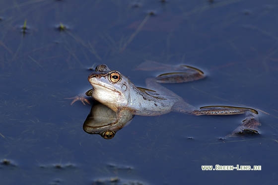 Moorfrosch - Copyright Stefan Pfützke