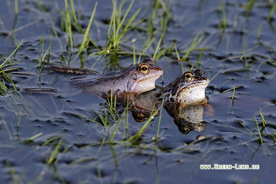 Moorfrosch - Copyright Stefan Pfützke