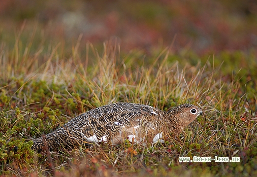 Moorschneehuhn - Copyright Christian Gelpke