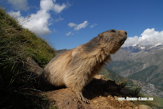 Alpenmurmeltier - Copyright Christian Gelpke