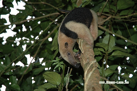 Nördliche Tamandua - Copyright Christian Gelpke