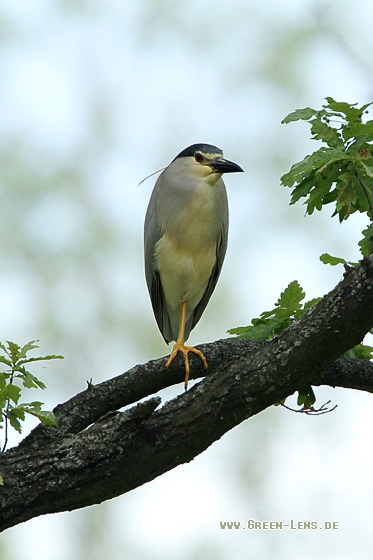 Nachtreiher - Copyright Stefan Pfützke