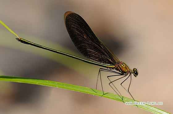 Neurobasis chinensis - Copyright Christian Gelpke