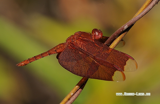 Neurothemis fulvia - Copyright Christian Gelpke