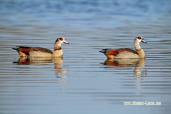 Nilgans - Copyright Stefan Pfützke