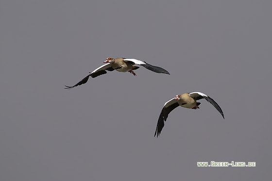 Nilgans - Copyright Stefan Pfützke