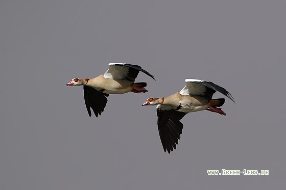 Nilgans - Copyright Stefan Pfützke