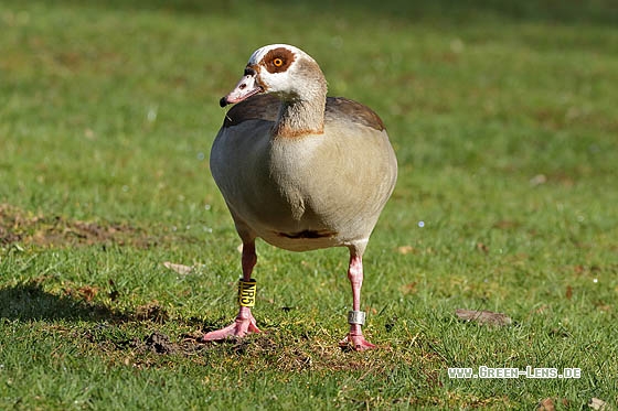 Nilgans - Copyright Stefan Pfützke